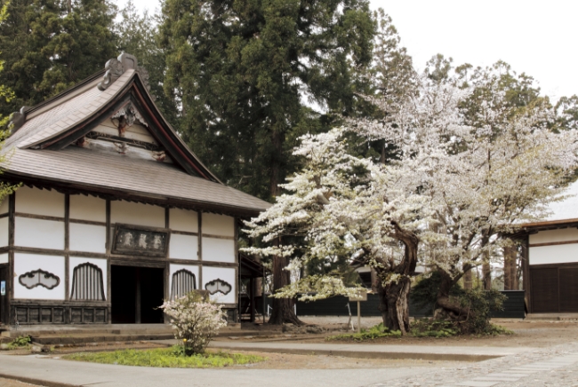 長勝寺の霞桜