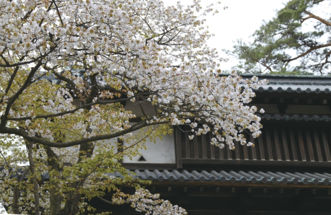 東内門そばの「正徳桜」