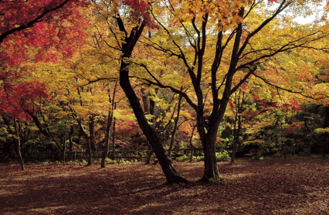 中野もみじ山
