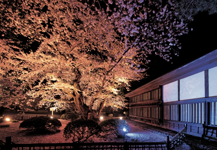 100年を超える「弘前公園最長寿のソメイヨシノ」